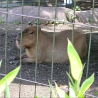 ご近所カピバラさん