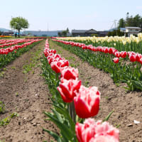 チューリップ公園