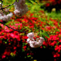 松山総合公園の桜