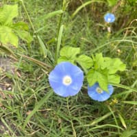 凛として生きる