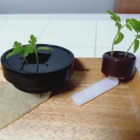 ミニトマト水耕栽培