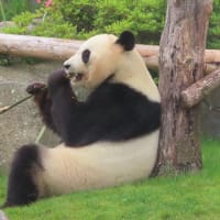 パンダ4頭中国に返還されて和歌山を出発