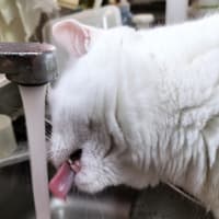白猫のんちゃんは新しいルーティンを始めたようです
