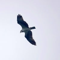07/15思い出の旅日記　五島：大瀬崎への鳥見行-4(マミジロ、エゾビタキ、ヤマガラ、ミサゴ、）