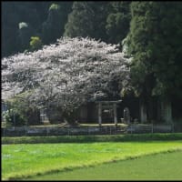 地域神社を見守る桜