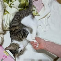 クリンへの想いは尽きなくて・・・307