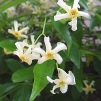 季節の花「定家葛 （ていかかずら）」