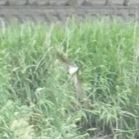普通のツバメ