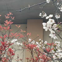 初桜（はつざくら）