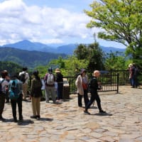 高尾山植物探索　令和7年5月7日