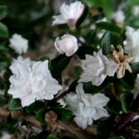 ハナキリンがまた咲きました！～私の庭５月上旬編（1）