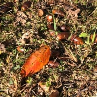 いつから？紅葉🍁