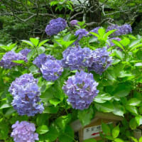 鎌倉散歩～一条恵観山荘・庭園