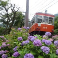 紫陽花
