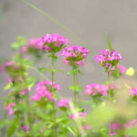 縮景園・ハスの花　250625