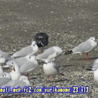 検見川浜Photo散歩：水辺の鳥多数