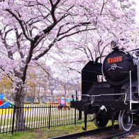 たつの市 中川原公園・揖保川沿い 満開の桜