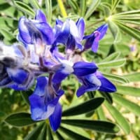ルピナス：開花