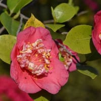鉢植えの椿（１８）「肥後椿の紅花種」