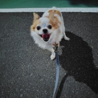 ハチの巣があった！