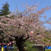 小山桜まつり