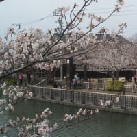  新川と小松川の千本桜
