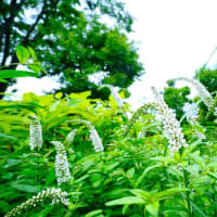 イヌヌマトラノオ、ハンゲショウ、クチナシ（板橋区立赤塚植物園 2025.6.15撮影）