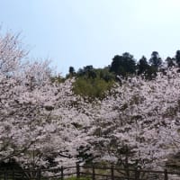 「八重の桜」に見る会津人とアテルイの東国人の類似性