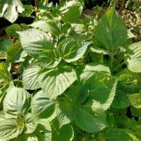 夏至が過ぎて・・。