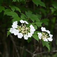 美ヶ原高原ﾚﾝｹﾞﾂﾂｼﾞ