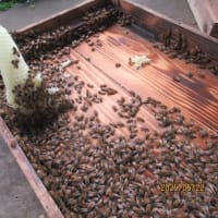 無駄巣の造形美