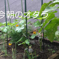 オクラ開花 2024