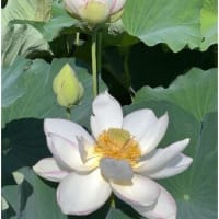 早朝の蓮池