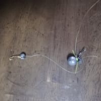 息子と海釣り