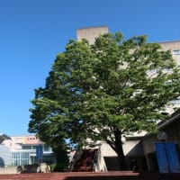 ９号館前のケヤキ急きょ伐採　デッサンの学生らは困惑