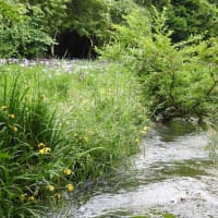 北陸も梅雨入り、行田公園