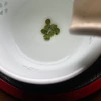 柔らかい芽先
