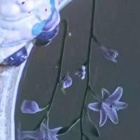 JULIE誕生日前日。開花五日目の朝に七番八番二輪咲いて