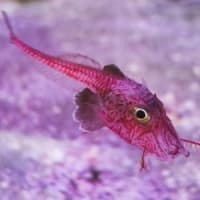 淡島水族館2Fの生き物 FILE:4　駿河湾の深海生物