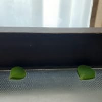 アロマティカスの効用について