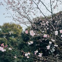 新年度も宜しくお願い致します。