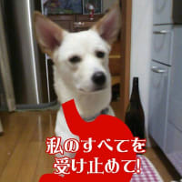 スマホアプリ、腹探りカメラその2