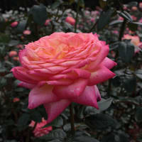 神代植物公園のバラ2011秋550