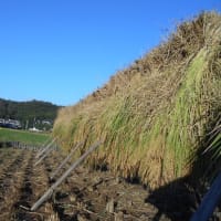 もち米の稲刈りは手作業