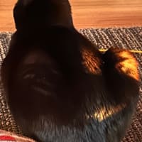 キラキラ