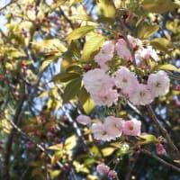 大村桜（ｵｵﾑﾗｻﾞｸﾗ）開花初期