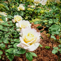 旧古川庭園へ行った話④