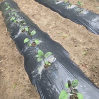 ナスとピーマンを不織布のトンネル掛けで植付け