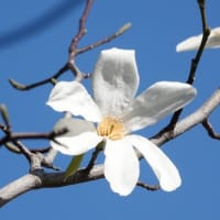 コブシ　〈辛夷の白い花〉　