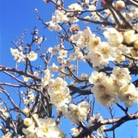 瀬織津姫様の浄化の調べ